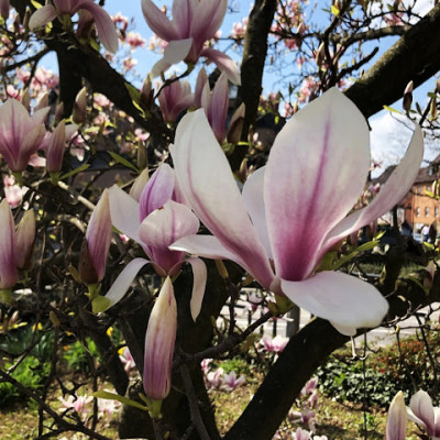 Schokolädles Zuhause