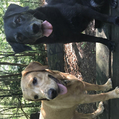 Molly 11 years and Sandy 6 months