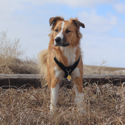 Sango (pyrenees, golden retriever, collie and border collie)