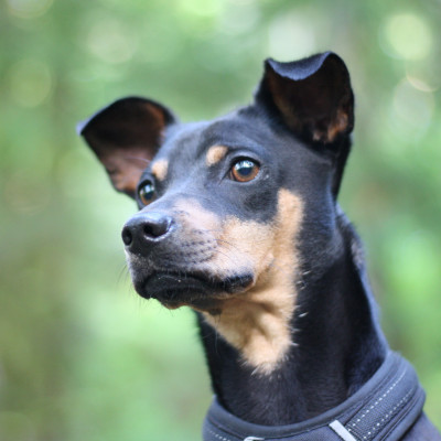 Kovu (chihuahua chow chow mix)