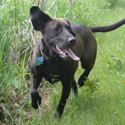 Mia (American staffordshire terrier, labrador retriever, treeing walker coonhoun