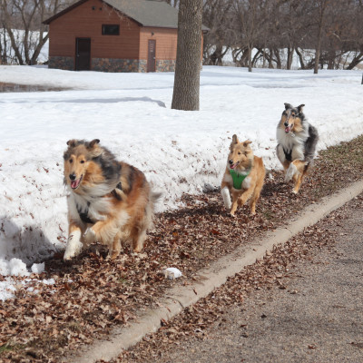 Finny, Midas and Loki