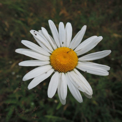 Лето. Ромашка.